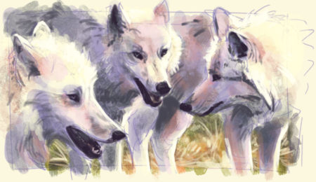 Wolf Ref Study Jan 2