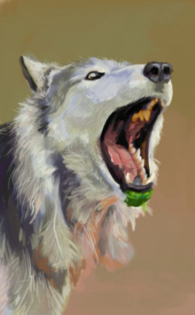 Wolf Ref Study Jan 8b