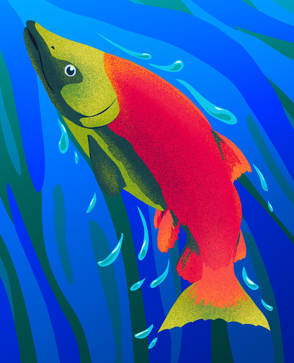 Marine Animal Illustrations