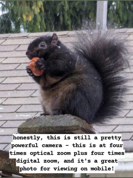 Photograph of a black squirrel sitting on a wooden post on their hind legs, tail up and front paws holding a wrinkly orange nut(?) to their mouth. Background: a brown tiled roof and the blurry / fuzzy mass of trees, which have drooping dark green with some patches of yellow leaves. Bottom text annotation: honestly, this is still a pretty powerful camera - this is at four times optical zoom plus four times digital zoom, and it's a great photo for viewing on mobile!