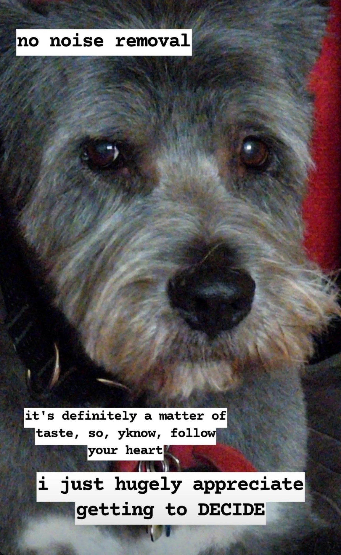 Photograph of the same dog in the same setting but with view slightly tilted so that the dog is looking to the viewer's right. Their fur has more brown streaks and the details seem sharper than the previous photograph. 

Top left text annotation: no noise removal.

Text annotation towards bottom left, slightly smaller text: it's definitely a matter of taste, so, yknow, follow your heart

Bottom center text annotation, slightly larger text: i just hugely appreciate getting to begin all caps decide end all caps.