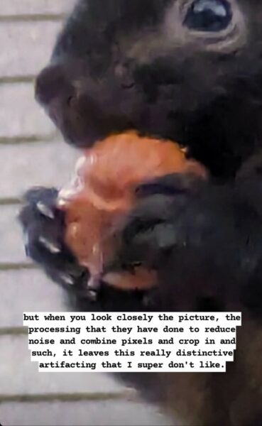 The same photograph zoomed in to where the squirrel is holding the nut(?) to their mouth. The photograph is very fuzzy. Bottom text annotation: but when you look closely the picture, the processing that they have done to reduce noise and combine pixels and crop in and such, it leaves this really distinctive artifacting that I super don't like.