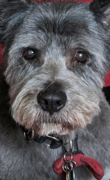 Photograph of a front view closeup of a dog's face. They have slightly longer grey fur and are wearing a collar with dogtags and a red clip. The image seems a little flat. Background: red.