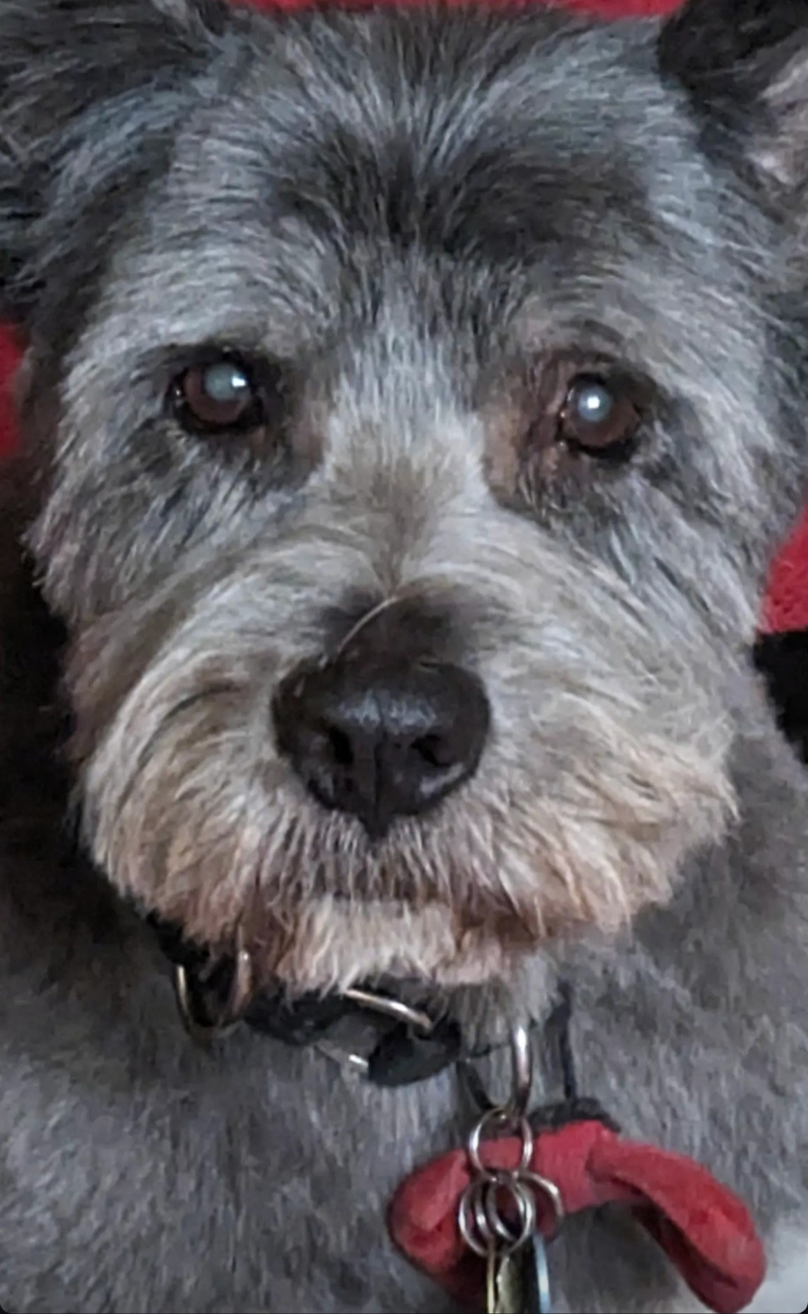 Photograph of a front view closeup of a dog's face. They have slightly longer grey fur and are wearing a collar with dogtags and a red clip. The image seems a little flat. Background: red.