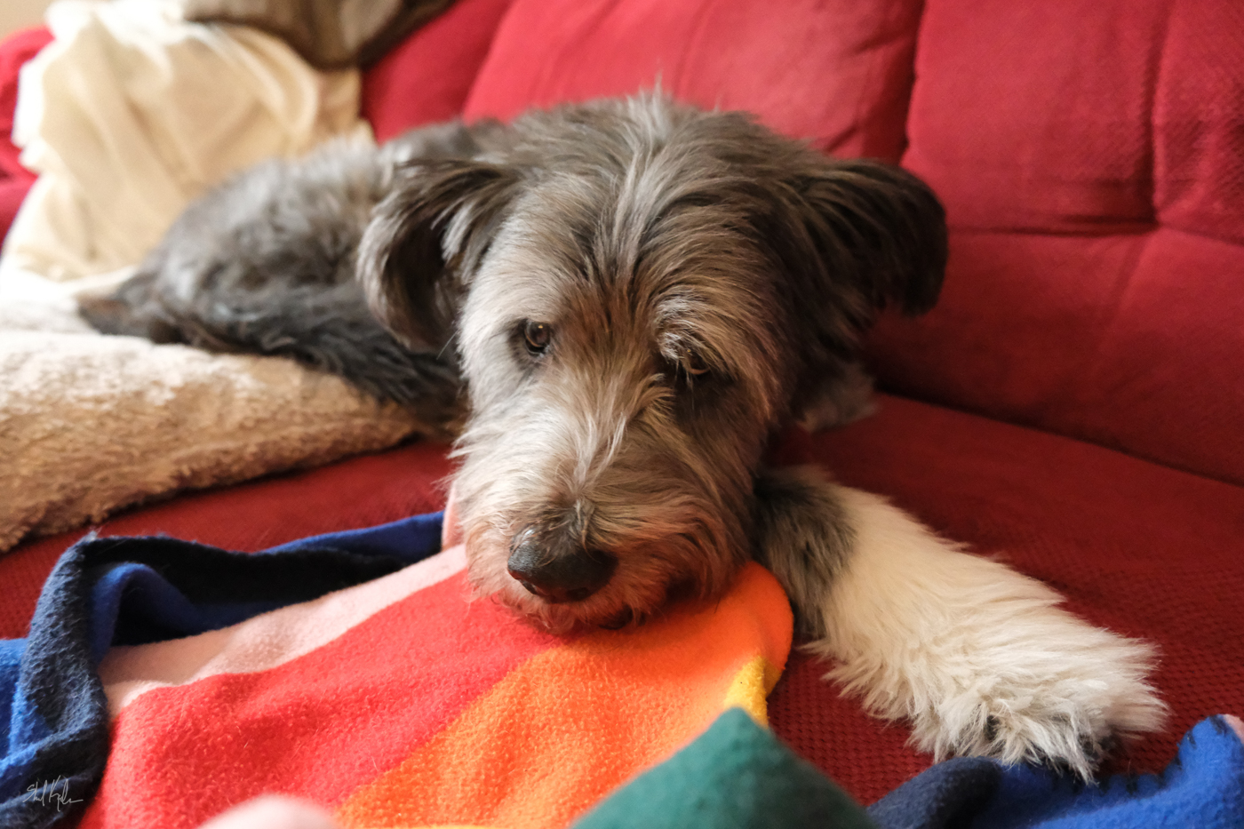 Romka with his blanket