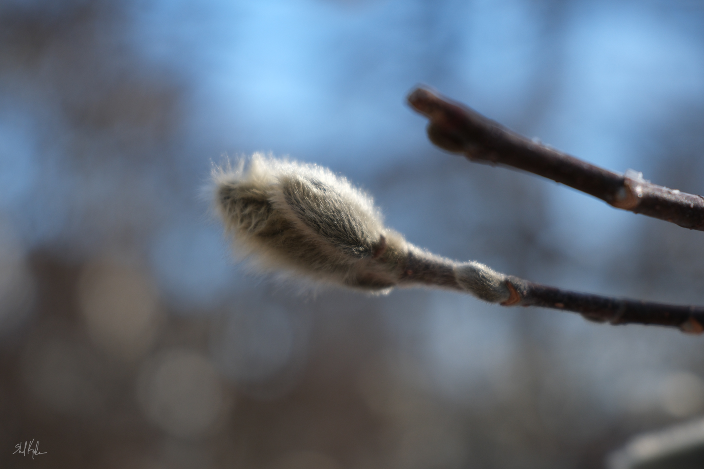 magnolia buds in their wooly sweaters