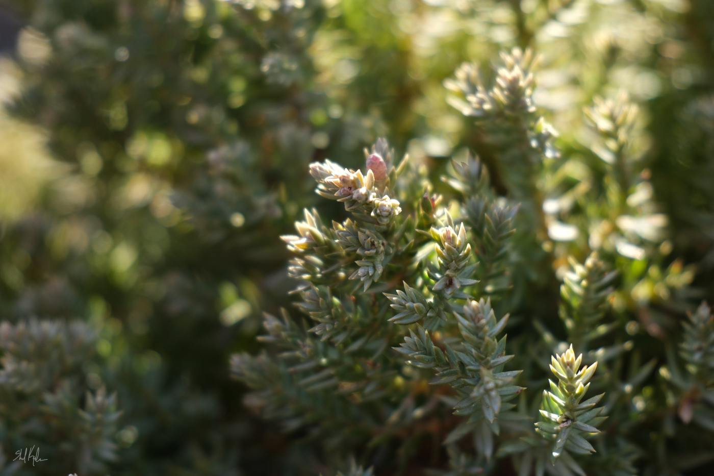 evergreens