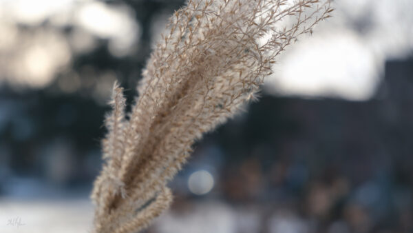 wisps