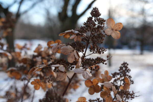 dry warmth in the cold winter