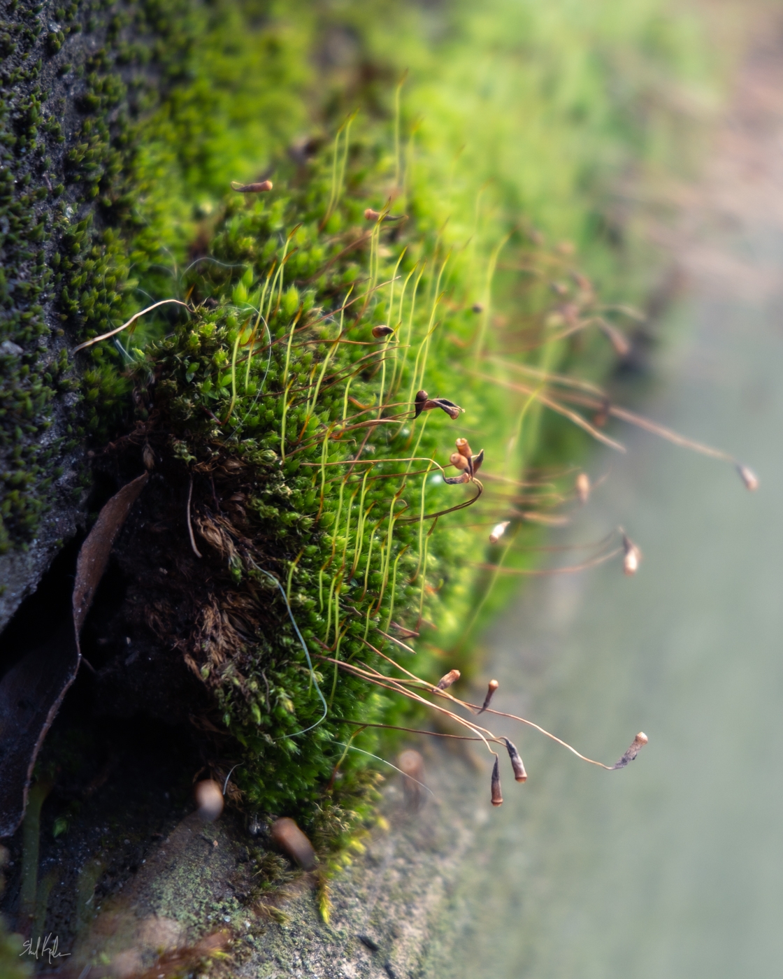 moss