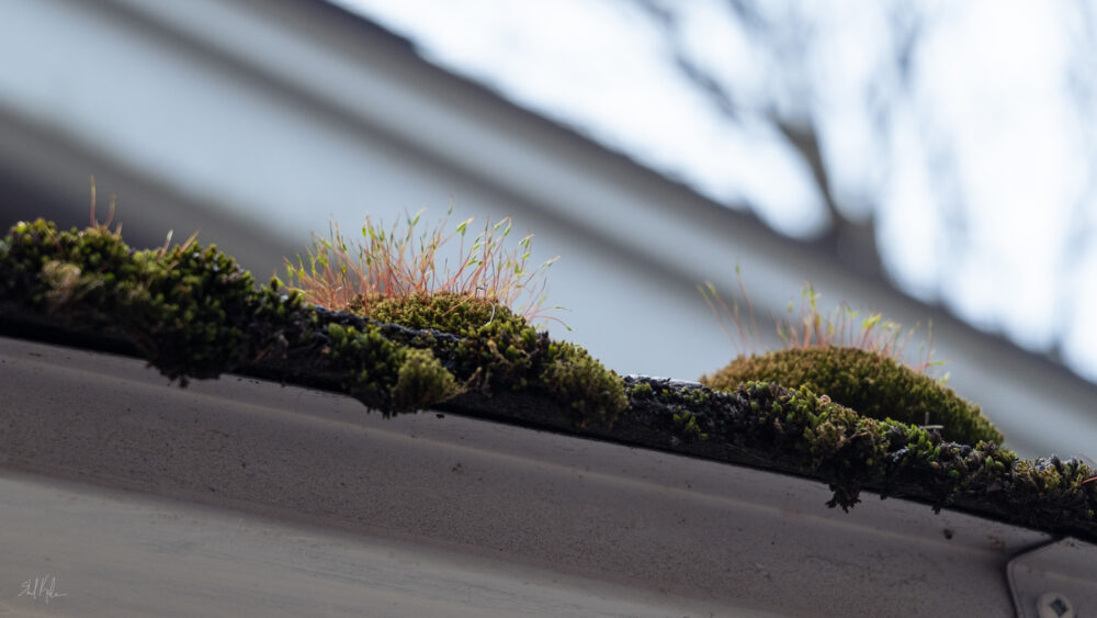 high quality roof moss