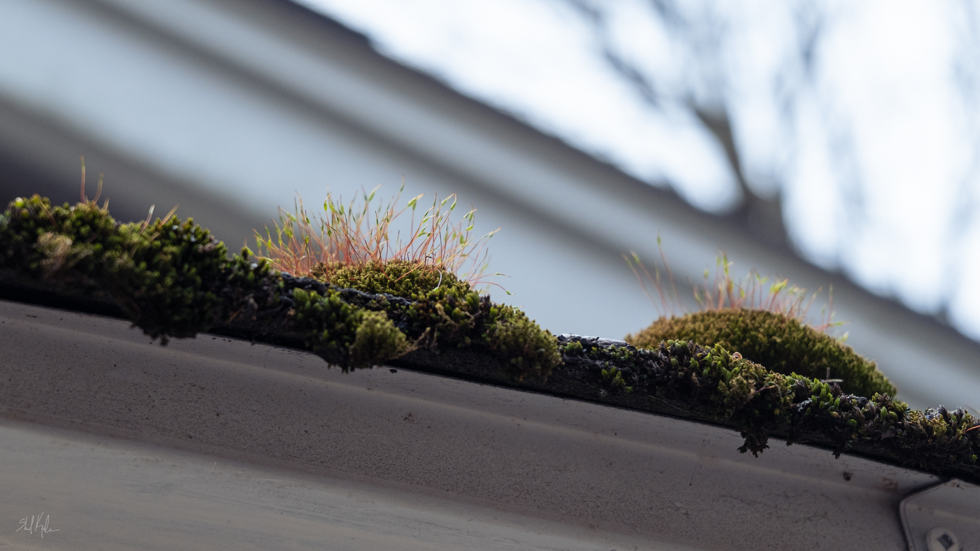high quality roof moss