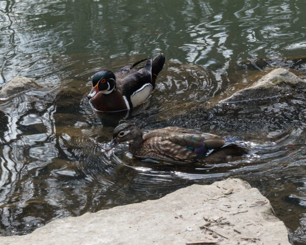 wood ducks in the pond