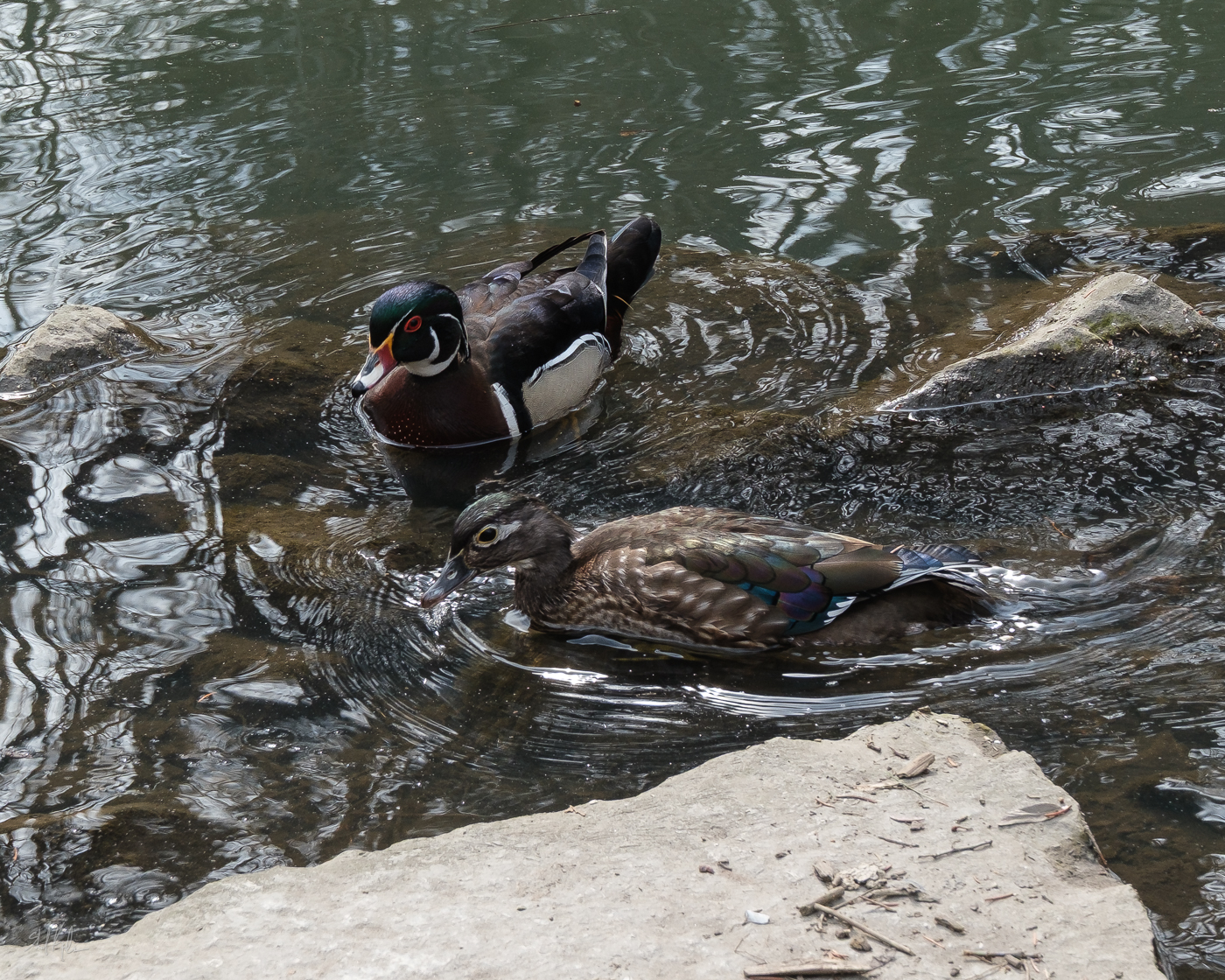 wood ducks in the pond