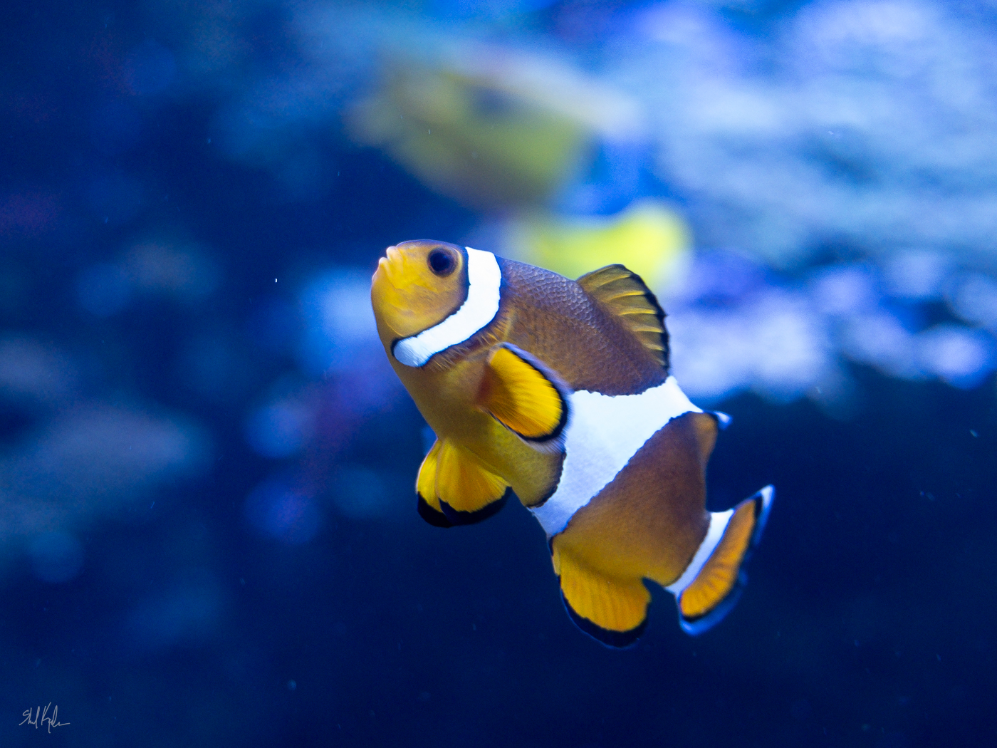 Clownfish