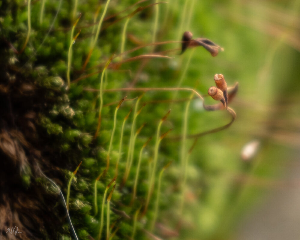 Why You Should Check Out “World of Mosses”