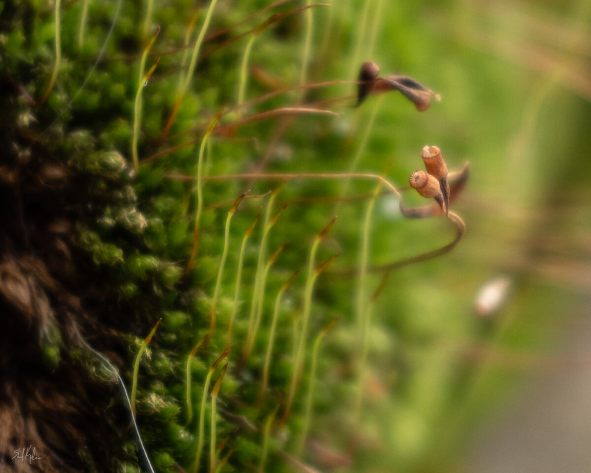 Why You Should Check Out “World of Mosses”