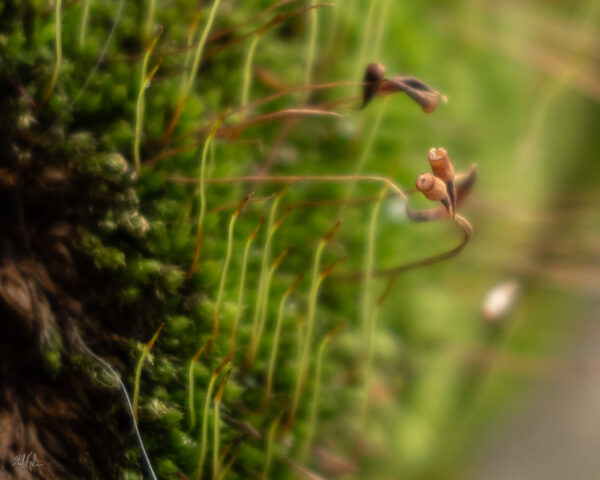Why You Should Check Out “World of Mosses”