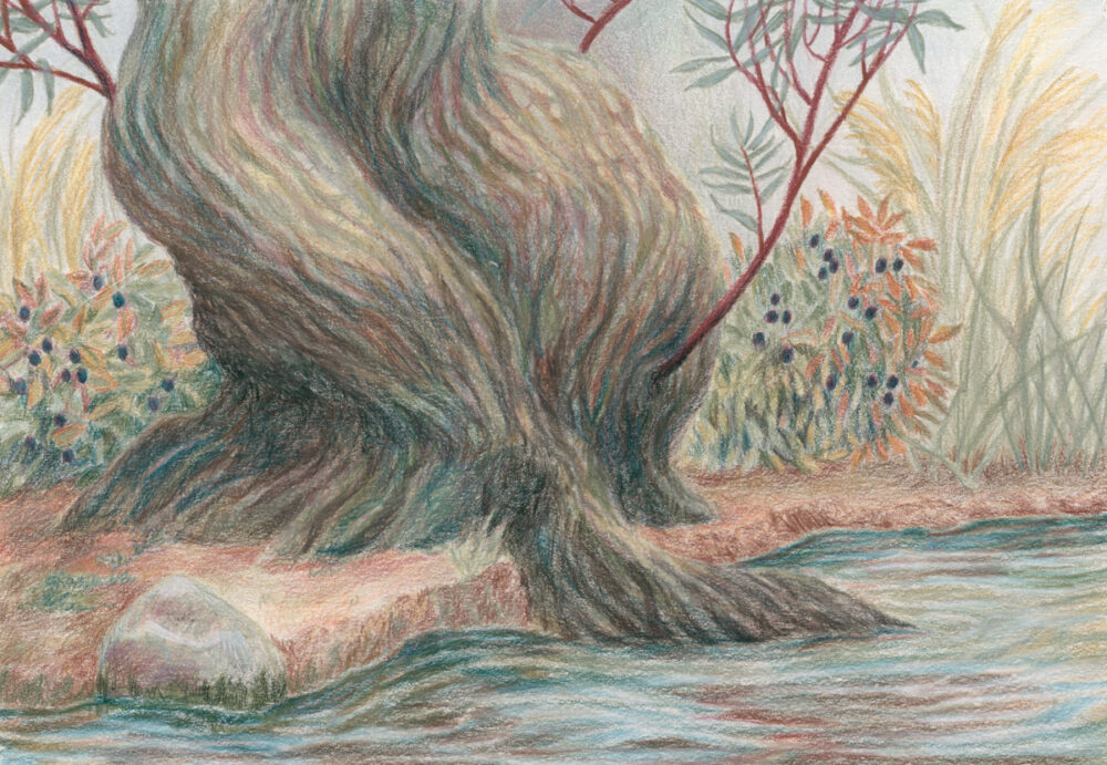 Willow Tree on Riverbank in Derwent Drawing Pencils