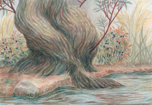 Willow Tree on Riverbank in Derwent Drawing Pencils