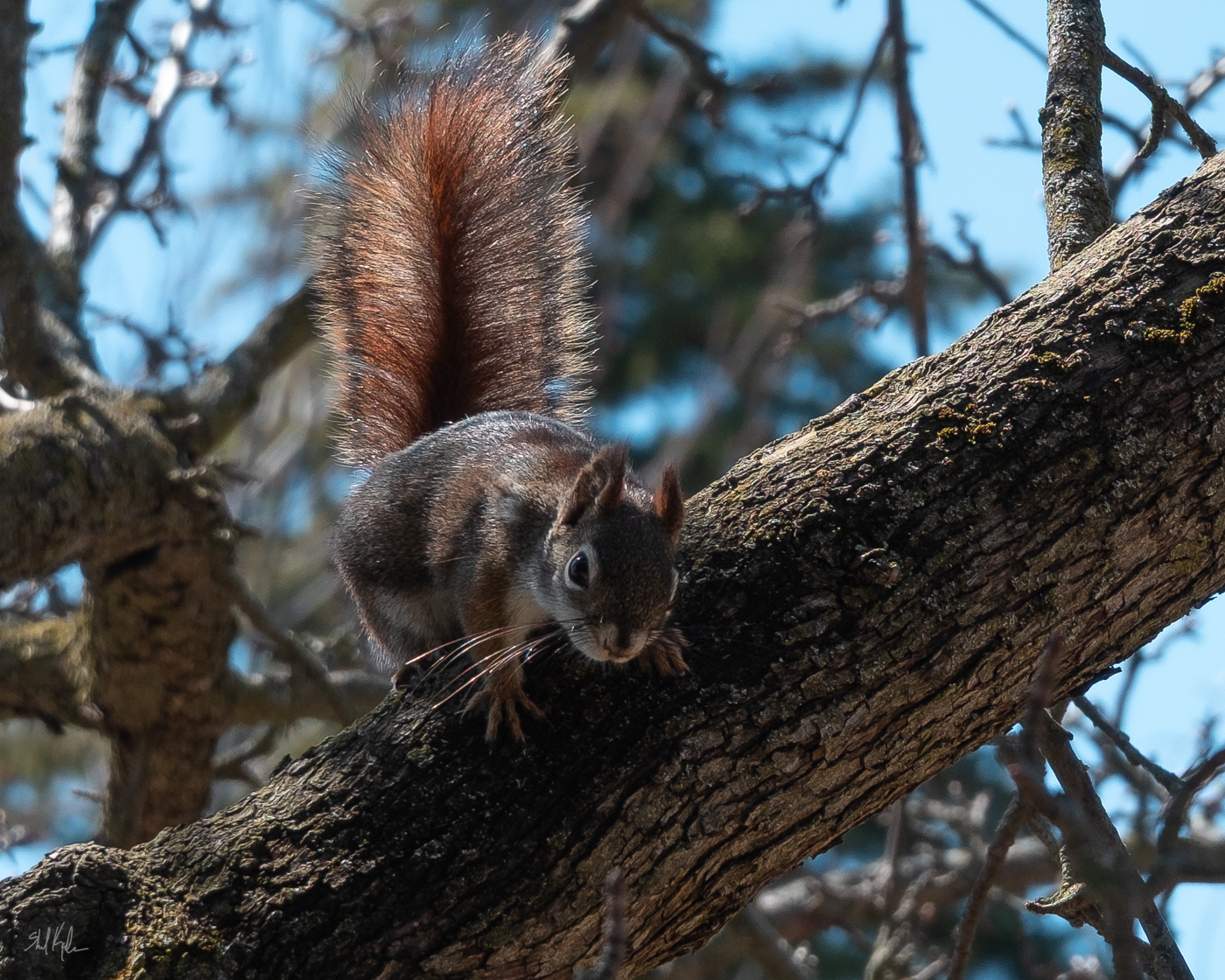 red squirrel with opinions