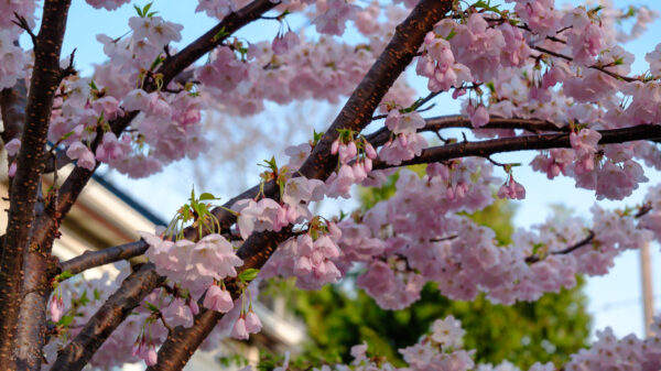 pink bells at golden hour
