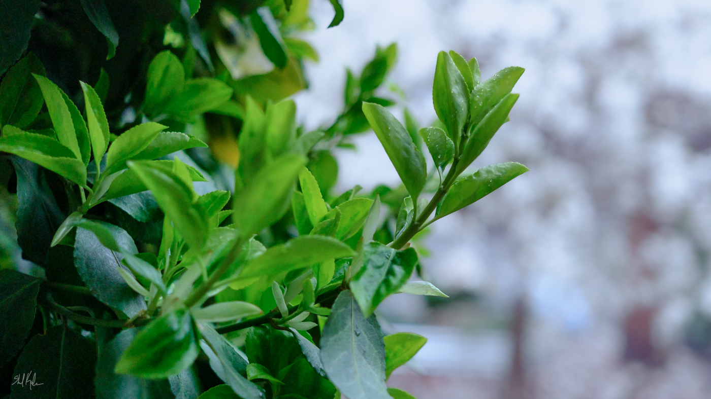 testing a beautiful prime lens on some euonymus