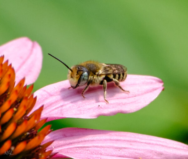 Achievement! 1000+ Observations on iNaturalist!