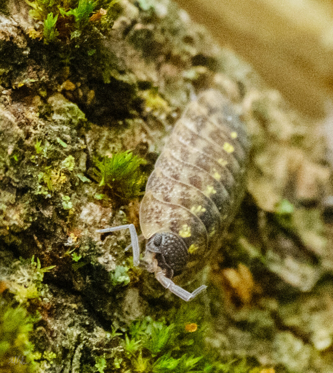 Laura’s angle on iNaturalist