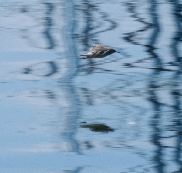 Curious about iNaturalist? Worried about not owning a fancy camera?