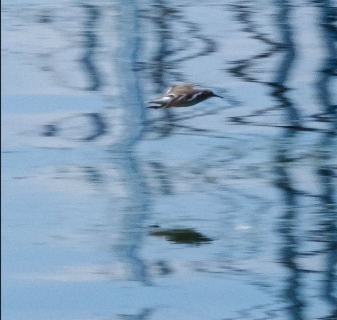 Curious about iNaturalist? Worried about not owning a fancy camera?