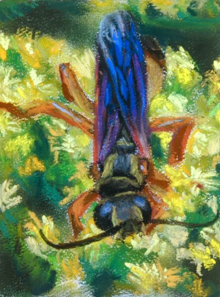 Golden Digger Wasp in Soft Pastel