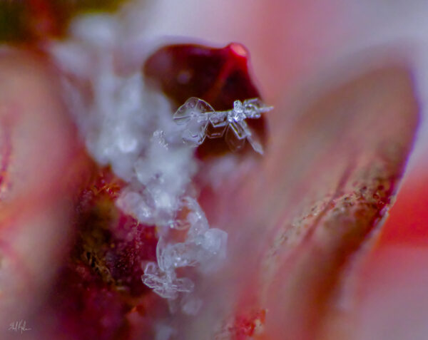 snow macro experiment #2